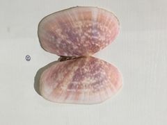 贝壳博物馆-青岛贝壳博物馆