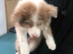 -宠颐生猫科·内科皮肤科(西平世纪城店)