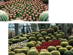 -南山植物园