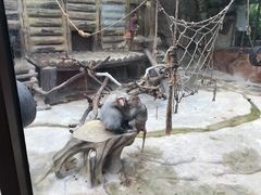 -灵玲国际马戏城