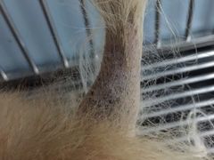-中农大我爱我爱24h动物医院·中医针灸·猫专科·骨科医疗中心(双井店)