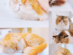 -More Fun猫咖 二十只万元加菲主题
