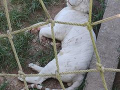 -西霞口神雕山野生动物世界