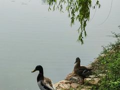 -将府公园