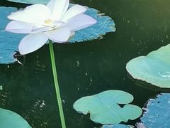 -后襄河公园