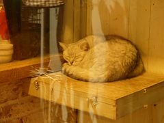 -猫咪博物馆(顶澳仔猫街店)