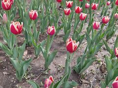 -长春公园(普阳街道)