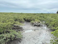 -北海金海湾红树林生态旅游区