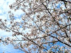 -高东镇樱花园