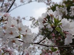 -顾村公园