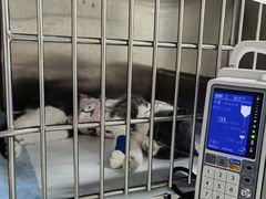 -半岛宠物医院24小时(科华中路店)