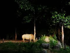 -清迈夜间动物园