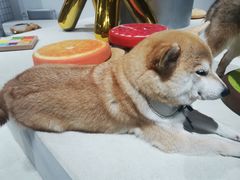 -柴务处·柴犬主题狗咖