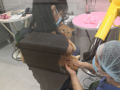 -宠福鑫康馨动物医院·骨科·眼科