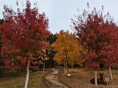 -北京西山国家森林公园