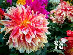 -陶然亭公园