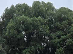 -圣爵菲斯大酒店(长沙世界之窗店)