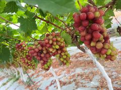 -金谷域澳洲庄园