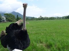 -瑞穗牧场