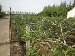-小六农家乐(崇明西沙湿地店)