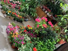 -平吉花卉市场