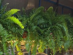 -野蔓果·山野菜(西湖景区·龙井茶田店)