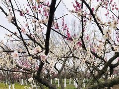 -上海海湾国家森林公园