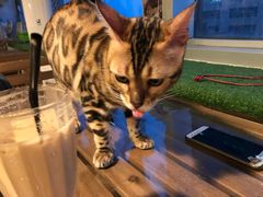 -Cappucimeow猫咪咖啡馆(韦伯时代店)