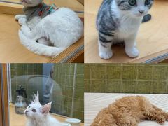 -帕帕拉兹宠物(亚洲旗舰店)