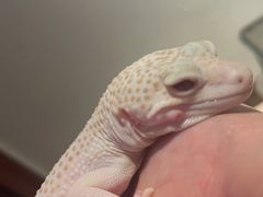 -爱诺耐芙动物医院(万博店)