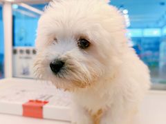 -翊宠yipet猫狗购宠庄园犬舍•猫舍