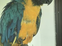 -青藏高原野生动物园