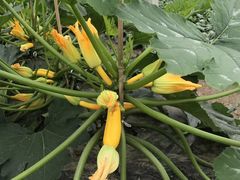 -上膳源有机蔬菜(三泉路店)