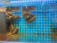 -前王院•巧克力海鲜市集餐厅(万平口店)