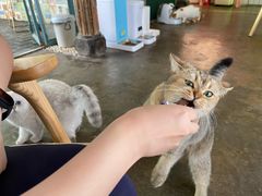 -喵屿·大理花园猫咖