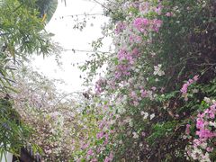 -深圳国际园林花卉博览园