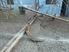 -青藏高原野生动物园