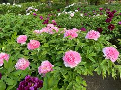 -莲花池公园