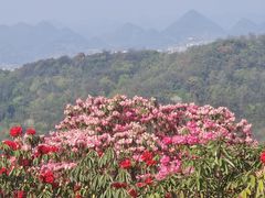 -贵州百里杜鹃风景名胜区