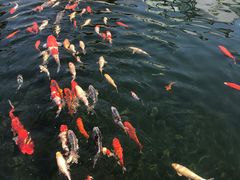 -观唐（国际）度假村温泉