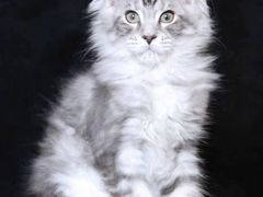 -十年猫舍·猫咪专门店(普陀店)