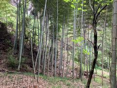 -江西龙虎山景区