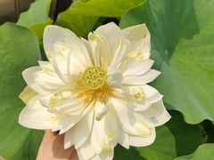 -莲花池公园