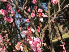 -梅花山(明孝陵内)