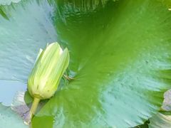 -晓港公园