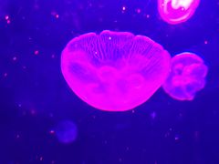 -哈尔滨波塞冬海底世界