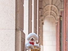 -超宠爱宠物摄影-Super pet