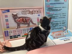 -御宝贝·A梦猫科宠物医院(国际猫友好医院)