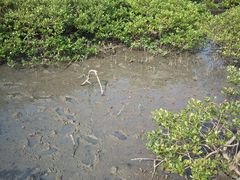 -北海金海湾红树林生态旅游区