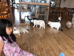 -猫小主咖啡·猫咖cat cafe(福田店)